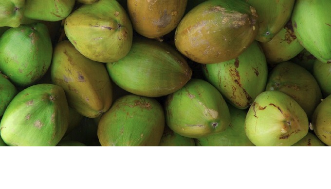Welcome to Coconut Mashkiri, a trailblazing venture established in 2020, dedicated to transforming t...