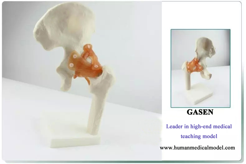 1.The body's natural big hip (hip joint) model shows the anatomy of the hip morphology and femur Is ...