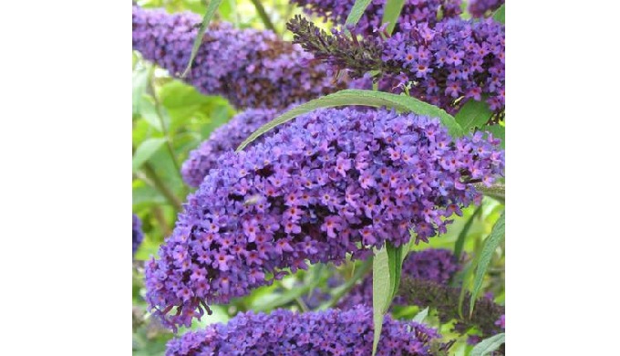 Informations : Common name : Buddleia Latin / scientific name : Buddleia madagascariensis Origin : C...