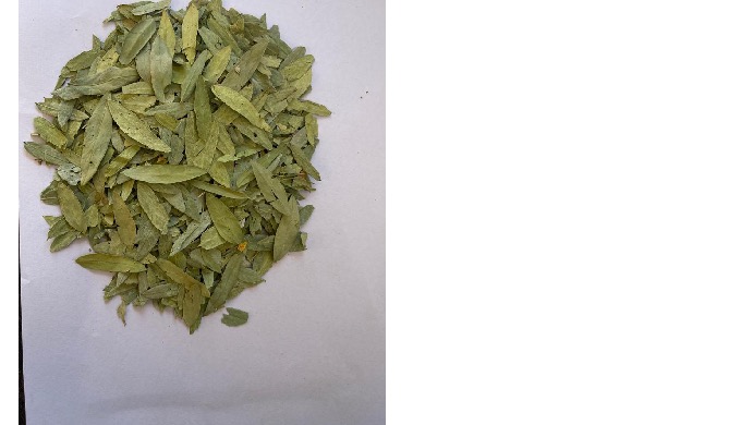 Senna leaves is use in weight loss and for good digestive system help in living good life