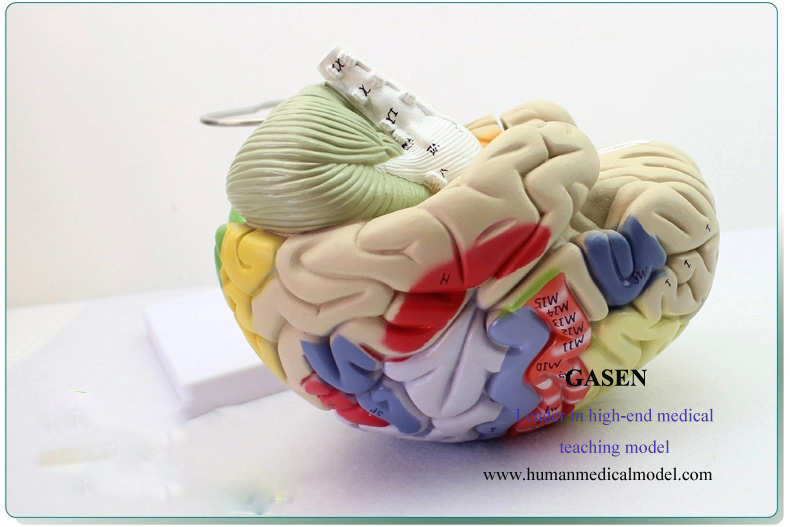 1.This model enlarge twice can be split into four parts. 2.The model for the physical brain twice th...
