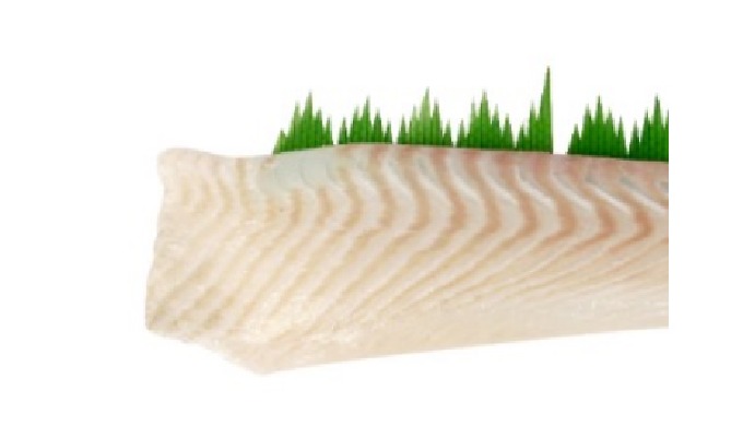 FLATFISH, Fillet