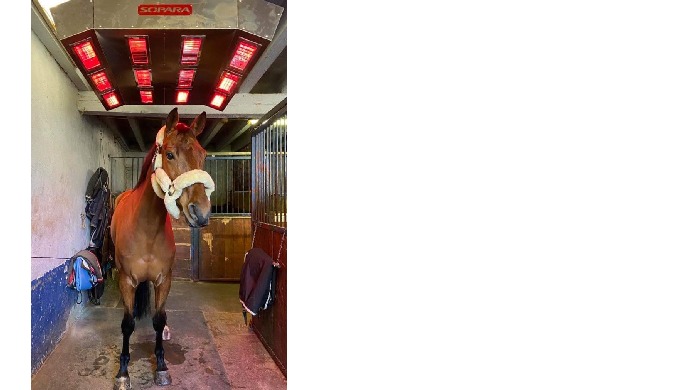 SOLARIUM   POUR CHEVAUX