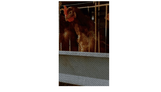 Soluciones Naturales para la Nutrición y la Salud Animal LIPTOSA