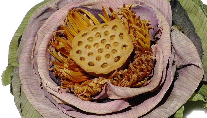 Product Type: FLAVORED TEA Type: Herbal Tea Variety: Lotus Leaf Tea Style: Tea Drinks Processing Typ...