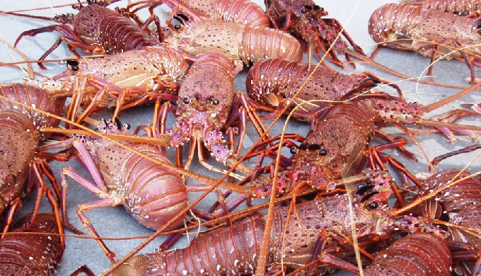 Live Maine Lobster Maine Lobsters are best because of their firmer, sweeter flesh, particularly the ...