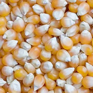 Corn or Maize are available in two qualities. White corn and Yellow corn.