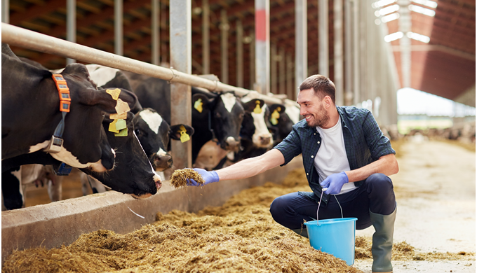 The floor of your dairy barn does more than just support the weight of your herd; it also impacts co...