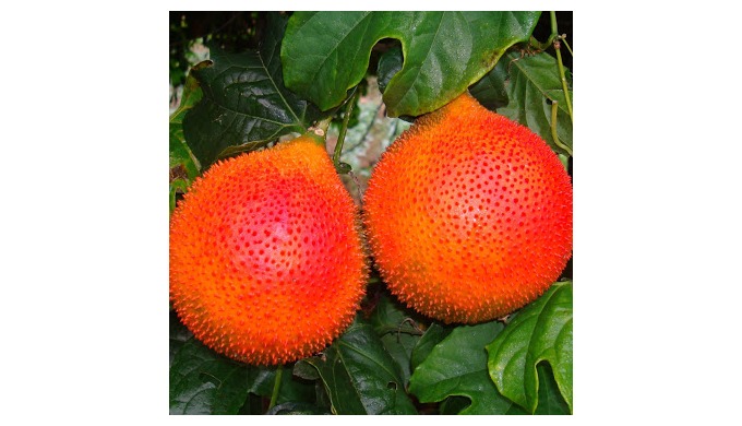 Style: Fresh Product Type: Other, Other Type: Jackfruit Cultivation Type: Organic Maturity: 100% Nat...