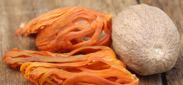 Mace(Javitri) seeds are widely grown for obtaining two of the very important spices, namely Nutmeg a...