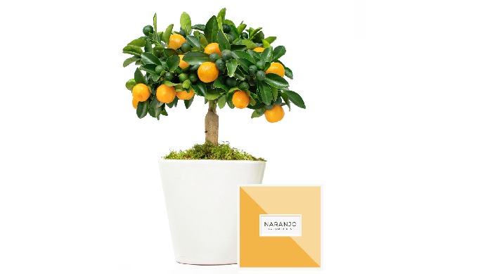 naranjo enano calamondin en maceta ceramica