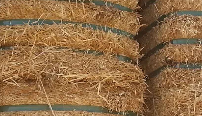 Paja especial para champiñones. En pacas de 350 kgs.