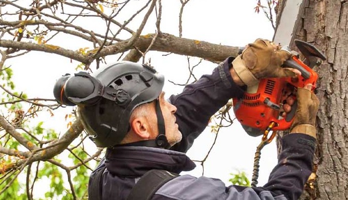 We've got a top-notch team for tree pruning in Rotherham. We're all about trees, and we take pride i...