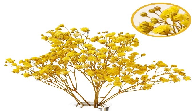 When the flower was the most beautiful, the flower was preserved with a special liquid. You can keep...