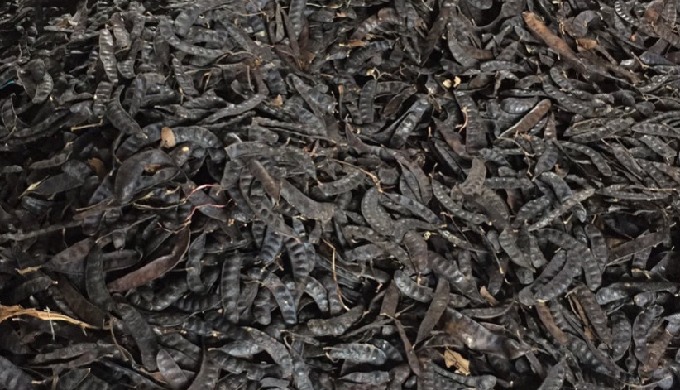 Quick Details Type: Herbal Extract Part: Leaf Packaging: Vacuum Packed Place of Origin: Viet Nam Bra...