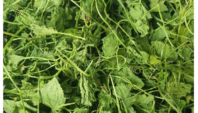 Type: Herbal Extract Part: Leaf Packaging: Plastic Container, Vacuum Packed Place of Origin: Vietnam...
