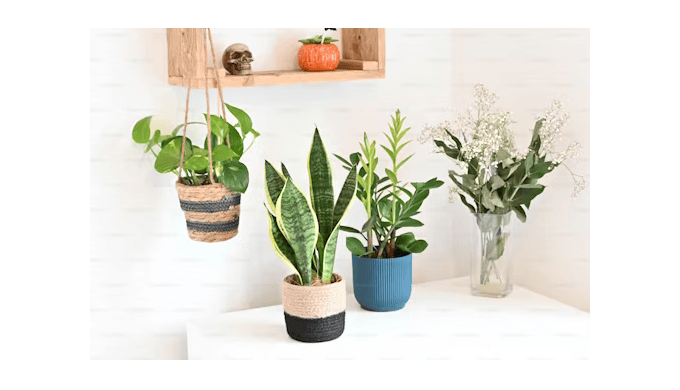 Fresh Plants is an e-commerce brand in the United Arab Emirates that sells indoor plants in the enti...