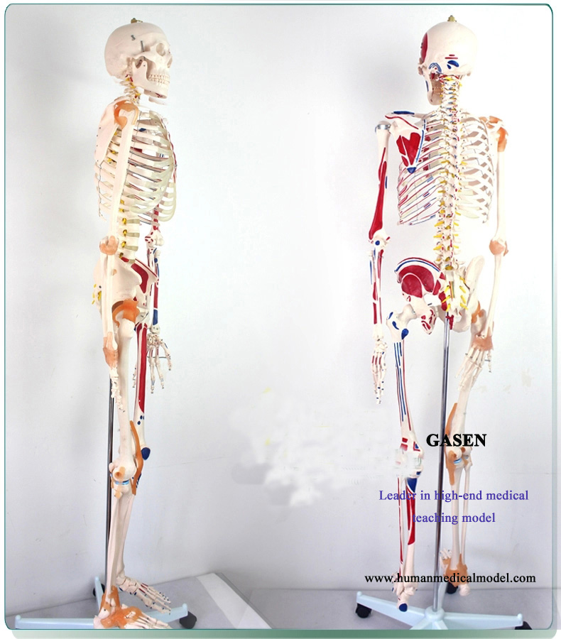 Anatomy Models Human Anatomy Model Skeleton For Sale Human Anatomy Models Skeletons For Sale Medical Skeleton Simulation Model 170cm Skeletal Muscle Models Gasen Gl021 By Guangzhou Gasen Technology Co Ltd