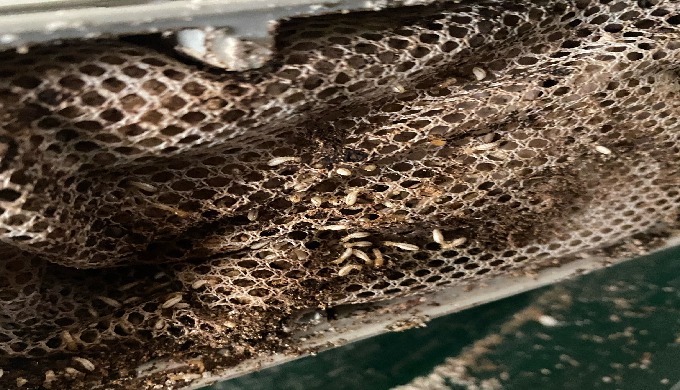 Le principe du traitement anti-termites par appâts, contrairement au traitement termites curatif cla...