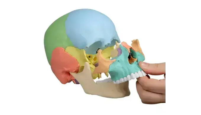 Ce crâne Erler Zimmer articulé version didactique R4708 est idéal pour les étudiants ainsi les profe...