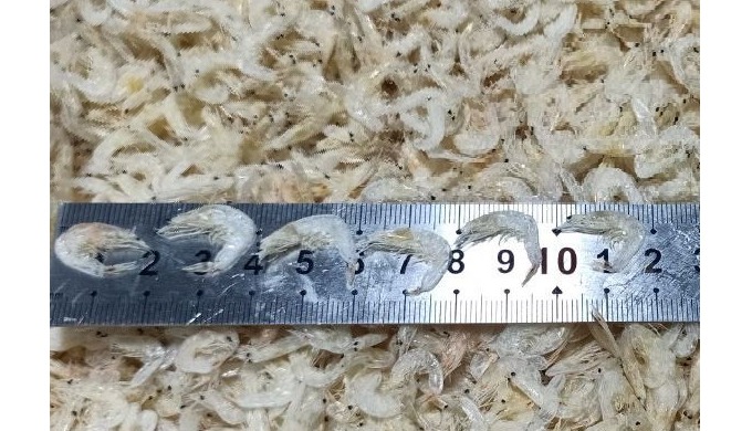 DRIED BABY SHRIMP // DRIED SMALL SHRIMP Weight (kg): 10 Size (cm): 1-1.5cm Style: Dried Certificatio...