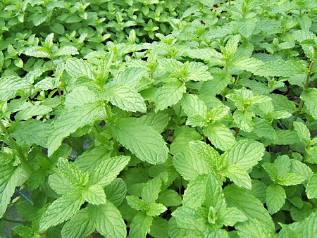 menthe