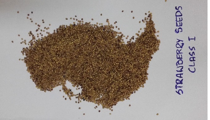 Dried Strawberry Seeds