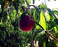 Juglam-Fe es un abono foliar en cuya composición hay un 5% de aminoácidos libres y un 4% de hierro. ...