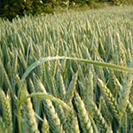 Minoterie industrielle: Farine et semoule de blé dur, semoule et farine d'orge, tout produit à base ...