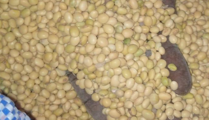 GRAINES DE SOJA NON GMO de qualité saine et bien nétoyé