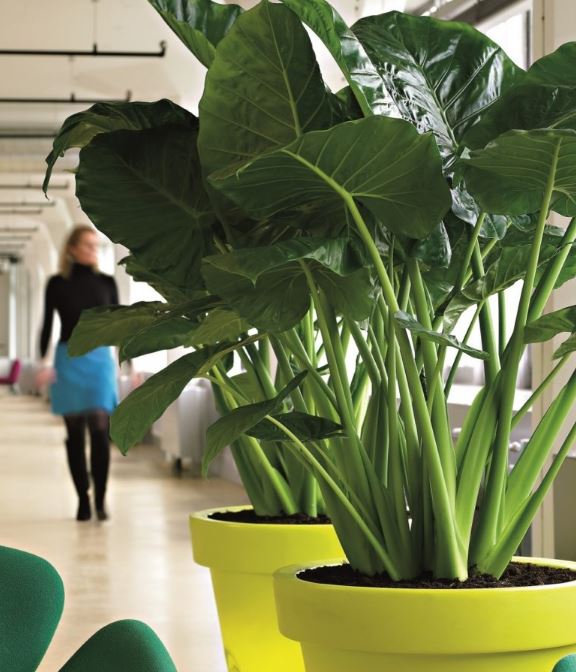 Plantes naturelles GREEN PROSPECT