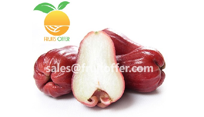 Product: Whole Fresh Rose Apple / Wax Apple / Bell Fruit Export Type: FRESH, Delivered via AIR or Se...