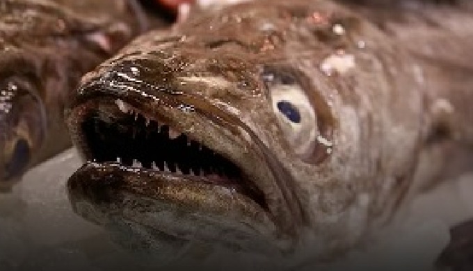 A partir de las 4 de la mañana, comienza a llegar el pescado y marisco fresco directamente desde los...