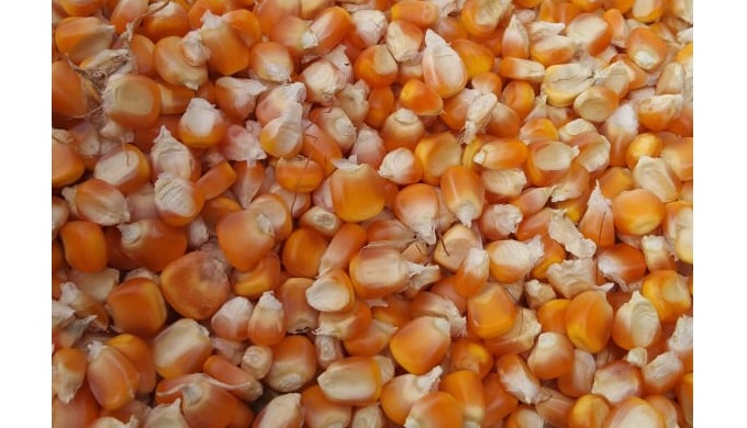 It is the third largest crop in the world. These are grown under hygienic conditions in Indian field...