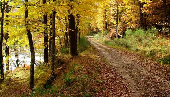 · Construcción de caminos y pistas forestales · Cierres ganaderos y pasos canadienses · Depósitos y ...