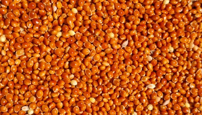 Просо красное