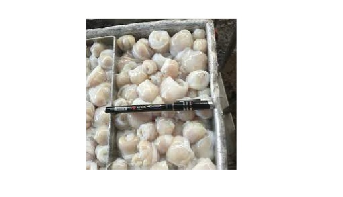 Variety: Squid Type: Squid teeth Packing: Customizable Style: FROZEN Packaging: Vacuum Pack Shelf Li...