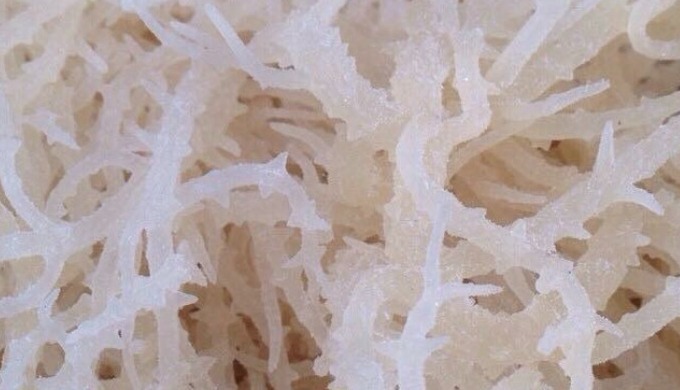 Eucheuma Cottonii is an ingredient for cosmetics, food processing and industrial manufacturing *****...