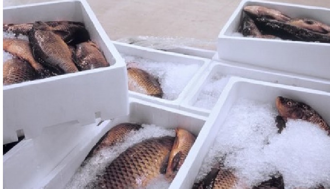 Containers conditioned to maintain stable temperatures.