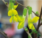 [FLORANT-CS ]: For Anti-photo aging agent FLORANT-CS is composed of Cytisus scoparius flower extract...