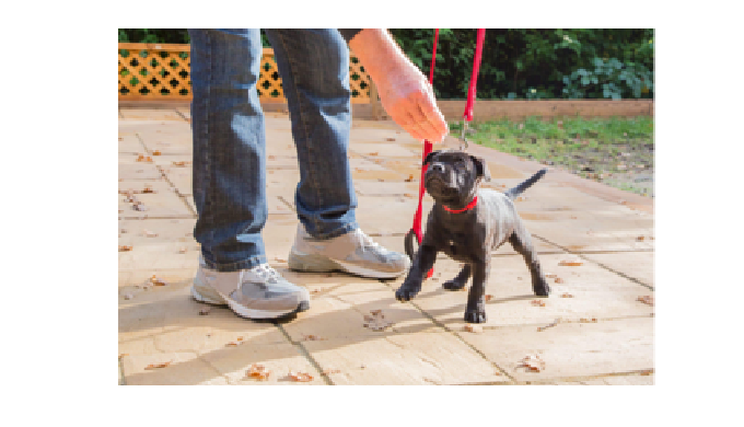 Paws in Training is a professional Dog Training and Dog Behaviour Specialist company based in North ...