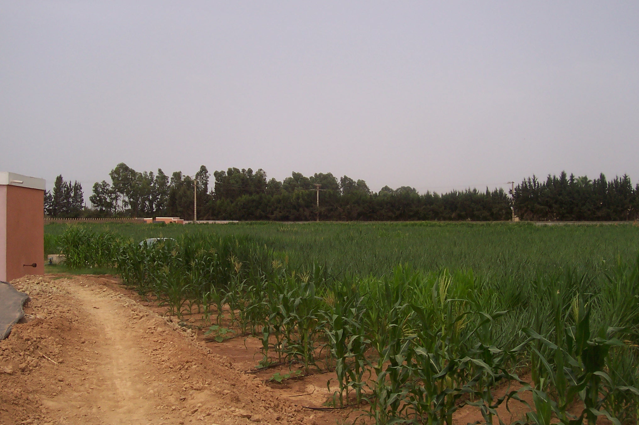 - Tuyaux en polyéthylène ; - Micro-tube ; - Micro-irrigation ; - Tuyaux simple pour l’irrigation de ...