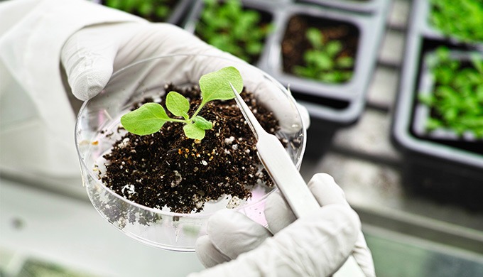 Laboratoire de SGS spécialisé dans l’analyse des produits des filières agricoles pour les critères t...