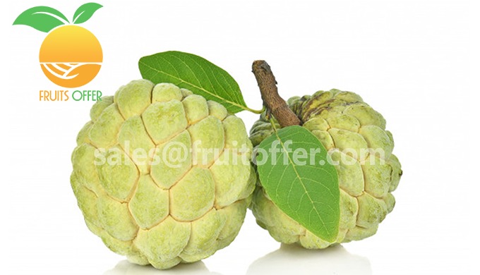 Product: Whole Fresh Sugar Apple / Custard Apple / Sweetsop Export Type: FRESH, Delivered via AIR or...