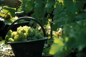 Notre équipe réalise les vendanges Champenoises. Cueillette, débardage et livraison des raisins.