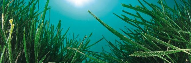 Recherche et développement  SEANEO