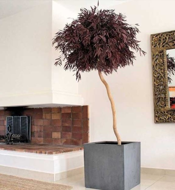 Plantes stabilisées GREEN PROSPECT