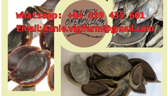 The Murex operculum is a specific type of seashell associated with certain species of Murex snails. ...