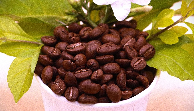 Experience the rich flavor and bold aroma of our premium Robusta coffee beans, sustainably grown in ...