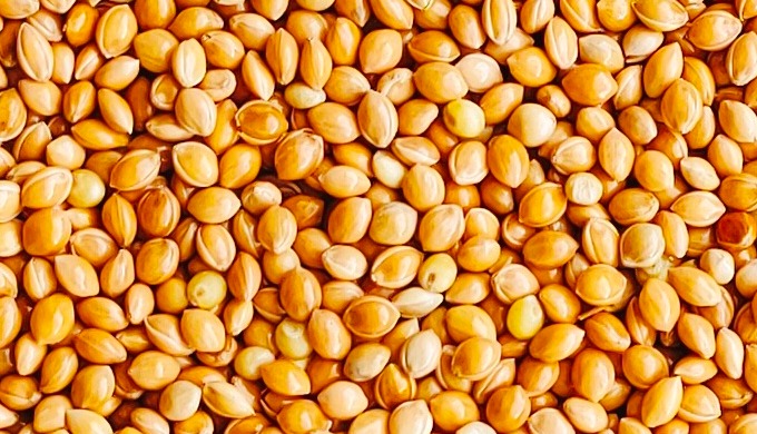 Просо желтое